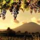 Winery Wine Tour Vesuvio