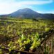 Winery Wine Tour Vesuvio